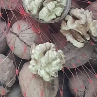 گردو با کیفیت بالا