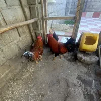 خروس طبیعی|حیوانات مزرعه|مشگین شهر, |دیوار