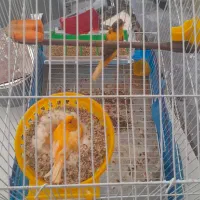 نر وماده قناری