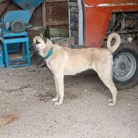 سگ مناسب گله و نگهبانی