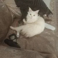 گربه|گربه|نیشابور, دارایی|دیوار