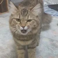 گربه برتیش لانگ هیر