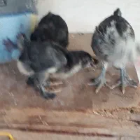 جوجه مرندی اصیل  پا پر
