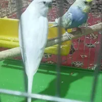 جفت مرغ عشق مولد آماده تخم