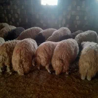 گوسفند،بره نر پرواری