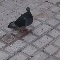 ماده ونروی سالم از مولدهای خودمه