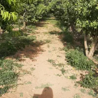 جنگل میوه ۷۵۰ متری تیکه ای از بهشت|فروش دفتر صنعتی، کشاورزی، تجاری|کرج, گلشهر|دیوار