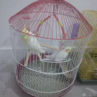 طوطی عروس مولد جفت سخنگوباقفس