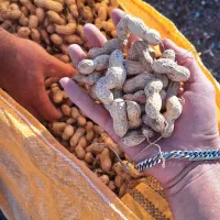 بادام زمینی دشت مغان ارسال به سراسر ایران