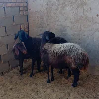 میش.. گوسفند..بره|حیوانات مزرعه|یزد, |دیوار