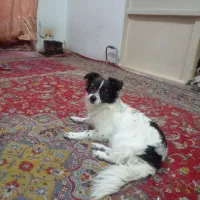 توله سگ اشپیتز گمشده