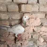 کفتر هفترنگ
