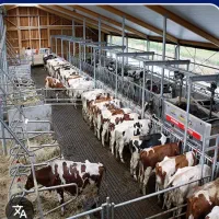 پخش شیر گاو تازه