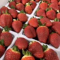 توت فرنگی تازه