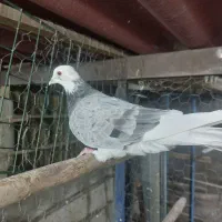 کفتر کبوتر پرشی