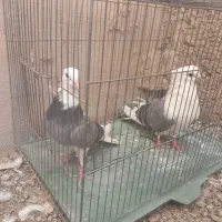کبوتر دوکتی نوک ریز