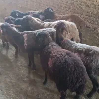 میش هترو قیمت توافقی