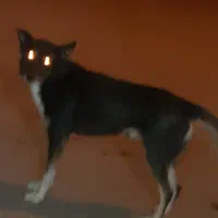 یک عددسگ|سگ|بروجرد, |دیوار