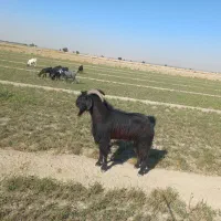 فروش یک عدد پازن داشتی