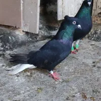 سه تا ماده اشعل