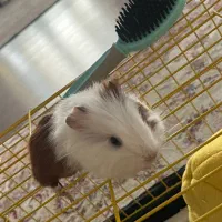 خوکچه هندی|موش و خرگوش|رودهن, |دیوار