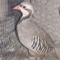 کبوتر خانگی ابریشم