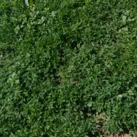 نشا گوجه|خدمات باغبانی و درختکاری|میاندوآب, |دیوار