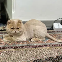 **10 میلیون ت مژدگانی**