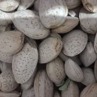 بادام درختی