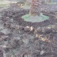 درخت گرازی درخت بندی در خدمتم بم اطراف بم