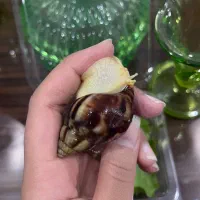 حلزون آچاتینا