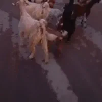 6عددبزو بزغاله مال داشتی درجه یک همه تی بز