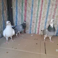 کبوترجوان|پرنده|محمدیه-قزوین, |دیوار