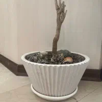 گیاه طبیعی دراسنا با گلدان و با جوانه ی تازه|گل و گیاه طبیعی|تهران, صادقیه|دیوار