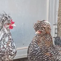 مرغ و خروس سلطان