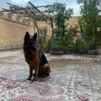 گمشده|حیوانات|کرمان, |دیوار