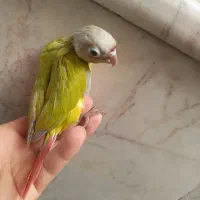 گرینچیک دایلوت ردچیک