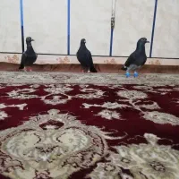 کبوتر