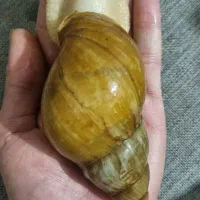حلزون البینو
