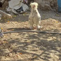 تخم نطفه دار سلطان  عثمانی|حیوانات مزرعه|تبریز, |دیوار