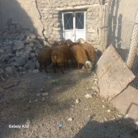 ۵ عدد توغلی واسه قربونی