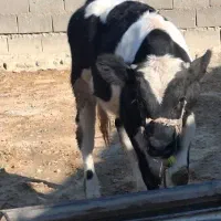 گوساله ۵ ماه .وزن گوساله تقریبا دویست پنجا کیلو|حیوانات مزرعه|اندیمشک, |دیوار