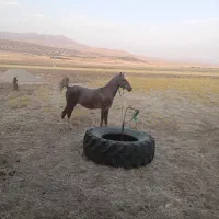 کره اسب نریون کرد