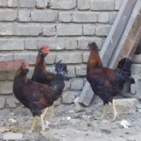 جوجه خروس