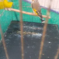 سهره دورگ کرمانی نرجفتی