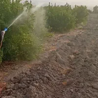 باغ برنطین یک هکتار|فروش دفتر صنعتی، کشاورزی، تجاری|رودان, |دیوار