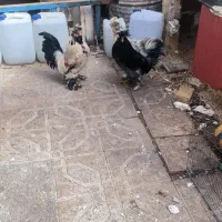 2عدد خروس بسیار زیبا