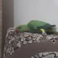 جوجه طوطی ملنگو