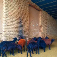 گوسفند قزل افشار و قره قزل اصل|حیوانات مزرعه|خمینیشهر, |دیوار