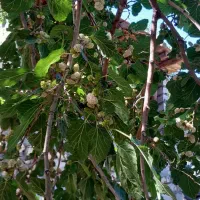 توت امسالی|خوردنی و آشامیدنی|تهران, نظامآباد|دیوار